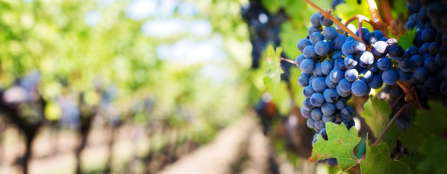 photo d'un détail d'une vigne avec une grappe de raisin noir